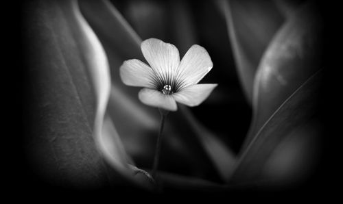 Close-up of flower