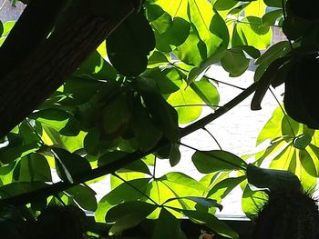 Low angle view of leaves on tree