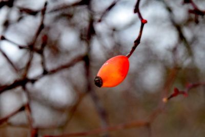 Close-up of red fruit on tree