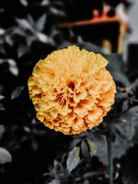 Close-up of yellow flower blooming outdoors