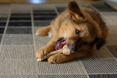 Portrait of dog resting on floor