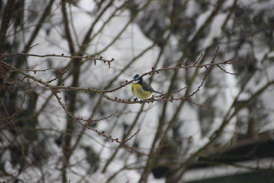 Bird perching on bare tree