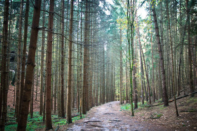 Walkway amidst trees in forest