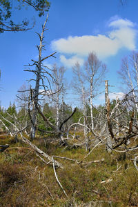 Low angle view of bare trees against sky