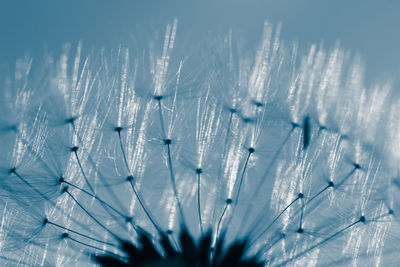 Close-up of dandelion plant