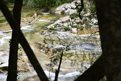 Trees growing in forest during winter