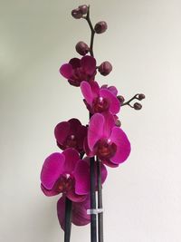 Close-up of pink orchids against white background