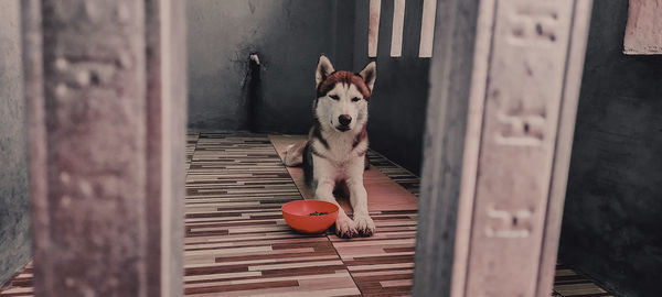 Portrait of dog relaxing on wooden door