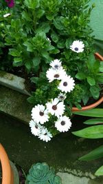 High angle view of plants by water