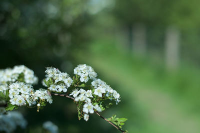 Close-up of white flowering plant