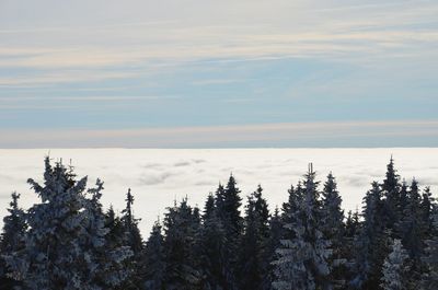 Pine trees in forest during winter against sky