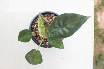 High angle view of leaves on plant