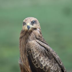 Portrait of a brown kite perched on the terrace