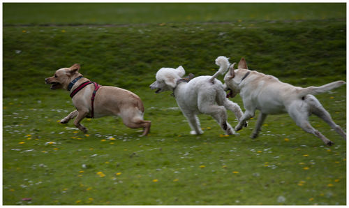 View of dogs running on field