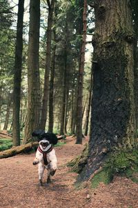 View of dog running on tree trunk
