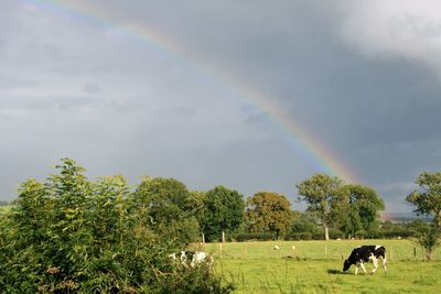 View of rainbow on field