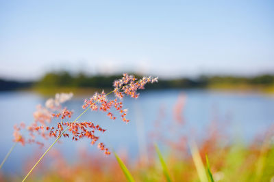 Close-up of flowering plant against sky