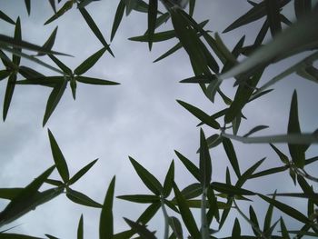 Low angle view of plants against sky