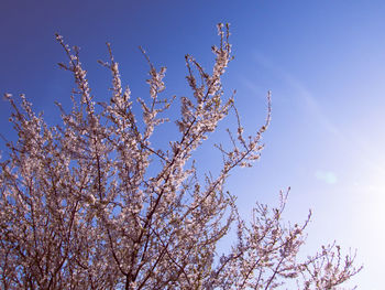 Low angle view of tree against blue sky