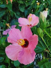 Close-up of pink flowering plant