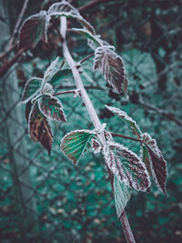 Close-up of leaves on tree