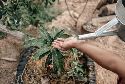 Midsection of person holding plant