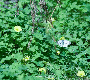 Close-up of butterfly on white flowering plant