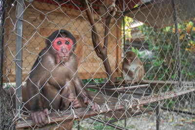 Monkey in cage at zoo