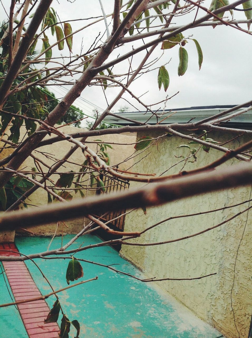 architecture, built structure, building exterior, sky, tree, low angle view, branch, roof, day, outdoors, no people, growth, high angle view, city, metal, nature, sunlight, chainlink fence, protection, residential structure