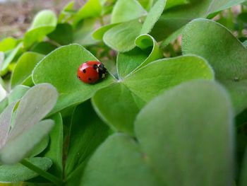 Close-up of ladybug on leaf