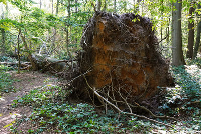 Tree stump in forest