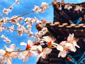 Close-up of cherry blossom