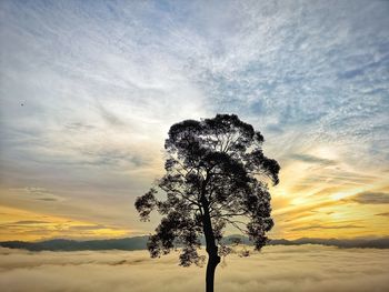 Low angle view of silhouette tree against sky during sunset