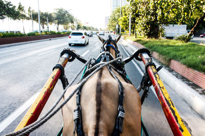 Horse cart on road