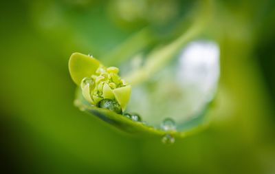 Close-up of water drops on leaf