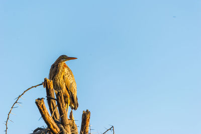 Low angle view of bird perching against clear blue sky