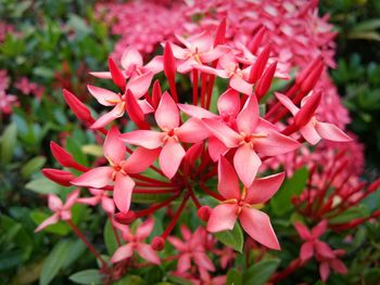 Close-up of pink flowers