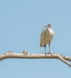 Low angle view of bird perching on branch against sky