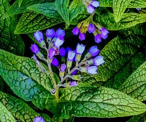 Close-up of purple flowers