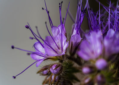 Close-up of purple flowering plant