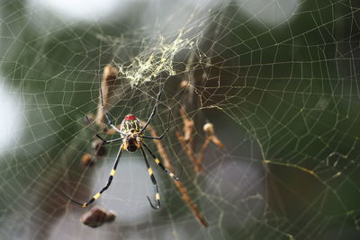 Close-up of spider on web