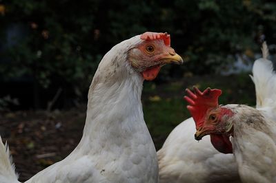 Close-up of birds