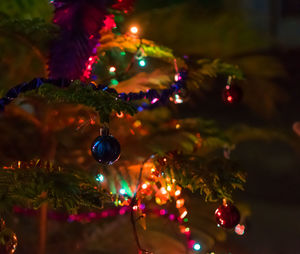 Close-up of christmas tree