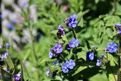 Bee pollinating on purple flowering plant