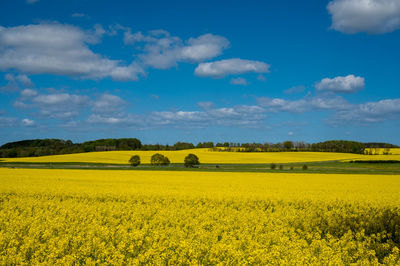 Landscape and rapeseed fields at manor house aakjær