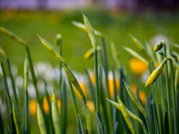 Close-up of fresh green plant on field