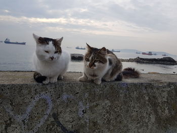 Portrait of a cat on the beach