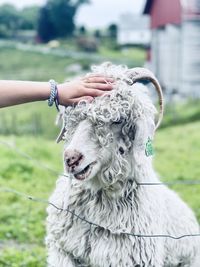 A sheep out in the pasture