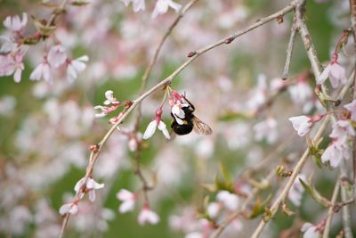 Close-up of bee pollinating on cherry blossom