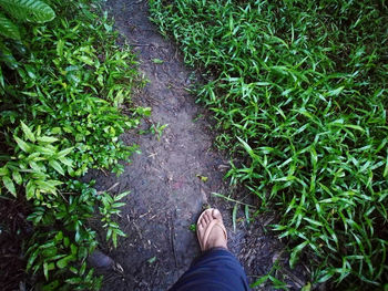 Low section of person standing on grass